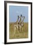 Masai Giraffe (Giraffa Camelopardalis Tippelskirchi) Juveniles, Masai Mara Game Reserve, Kenya-Denis-Huot-Framed Photographic Print