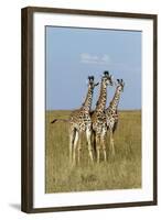 Masai Giraffe (Giraffa Camelopardalis Tippelskirchi) Juveniles, Masai Mara Game Reserve, Kenya-Denis-Huot-Framed Photographic Print