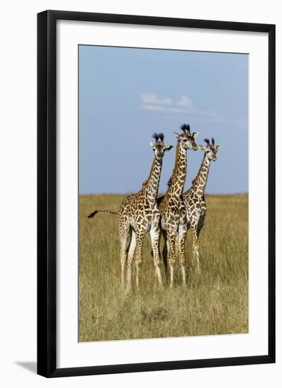 Masai Giraffe (Giraffa Camelopardalis Tippelskirchi) Juveniles, Masai Mara Game Reserve, Kenya-Denis-Huot-Framed Photographic Print