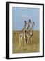 Masai Giraffe (Giraffa Camelopardalis Tippelskirchi) Juveniles, Masai Mara Game Reserve, Kenya-Denis-Huot-Framed Photographic Print