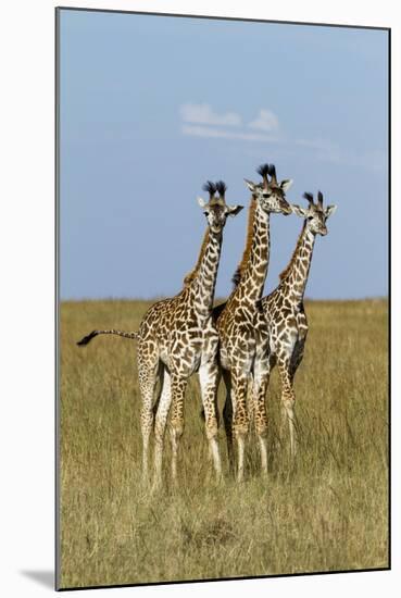 Masai Giraffe (Giraffa Camelopardalis Tippelskirchi) Juveniles, Masai Mara Game Reserve, Kenya-Denis-Huot-Mounted Photographic Print