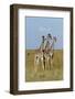 Masai Giraffe (Giraffa Camelopardalis Tippelskirchi) Juveniles, Masai Mara Game Reserve, Kenya-Denis-Huot-Framed Photographic Print