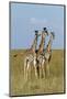 Masai Giraffe (Giraffa Camelopardalis Tippelskirchi) Juveniles, Masai Mara Game Reserve, Kenya-Denis-Huot-Mounted Photographic Print