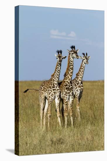 Masai Giraffe (Giraffa Camelopardalis Tippelskirchi) Juveniles, Masai Mara Game Reserve, Kenya-Denis-Huot-Stretched Canvas