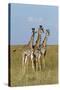 Masai Giraffe (Giraffa Camelopardalis Tippelskirchi) Juveniles, Masai Mara Game Reserve, Kenya-Denis-Huot-Stretched Canvas