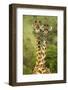 Masai Giraffe (Giraffa Camelopardalis Tippelskirchi) Masai Mara Game Reserve, Kenya-Denis-Huot-Framed Photographic Print