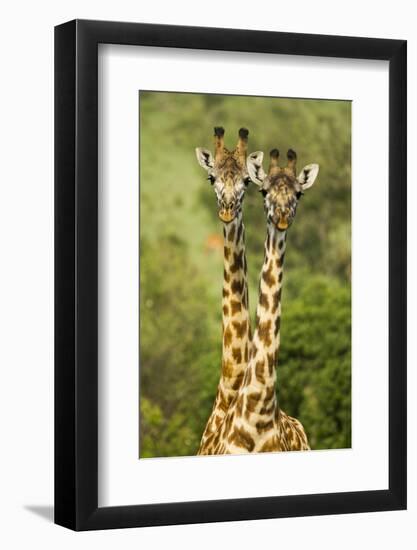 Masai Giraffe (Giraffa Camelopardalis Tippelskirchi) Masai Mara Game Reserve, Kenya-Denis-Huot-Framed Photographic Print