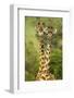 Masai Giraffe (Giraffa Camelopardalis Tippelskirchi) Masai Mara Game Reserve, Kenya-Denis-Huot-Framed Photographic Print