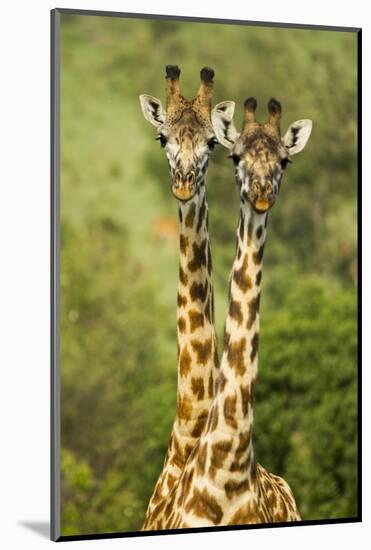 Masai Giraffe (Giraffa Camelopardalis Tippelskirchi) Masai Mara Game Reserve, Kenya-Denis-Huot-Mounted Photographic Print