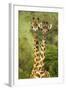 Masai Giraffe (Giraffa Camelopardalis Tippelskirchi) Masai Mara Game Reserve, Kenya-Denis-Huot-Framed Photographic Print