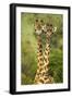 Masai Giraffe (Giraffa Camelopardalis Tippelskirchi) Masai Mara Game Reserve, Kenya-Denis-Huot-Framed Photographic Print