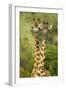 Masai Giraffe (Giraffa Camelopardalis Tippelskirchi) Masai Mara Game Reserve, Kenya-Denis-Huot-Framed Photographic Print