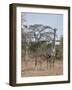 Masai giraffe (Giraffa camelopardalis tippelskirchi) nursing, Selous Game Reserve, Tanzania, East A-James Hager-Framed Photographic Print