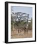 Masai giraffe (Giraffa camelopardalis tippelskirchi) nursing, Selous Game Reserve, Tanzania, East A-James Hager-Framed Photographic Print