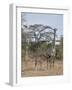 Masai giraffe (Giraffa camelopardalis tippelskirchi) nursing, Selous Game Reserve, Tanzania, East A-James Hager-Framed Photographic Print