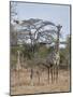 Masai giraffe (Giraffa camelopardalis tippelskirchi) nursing, Selous Game Reserve, Tanzania, East A-James Hager-Mounted Photographic Print