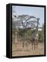 Masai giraffe (Giraffa camelopardalis tippelskirchi) nursing, Selous Game Reserve, Tanzania, East A-James Hager-Framed Stretched Canvas