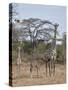 Masai giraffe (Giraffa camelopardalis tippelskirchi) nursing, Selous Game Reserve, Tanzania, East A-James Hager-Stretched Canvas