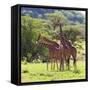Masai Giraffe (Giraffa Camelopardalis Tippelskirchi), Samburu National Reserve, Kenya-Ivan Vdovin-Framed Stretched Canvas