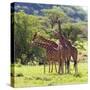 Masai Giraffe (Giraffa Camelopardalis Tippelskirchi), Samburu National Reserve, Kenya-Ivan Vdovin-Stretched Canvas