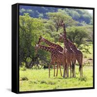 Masai Giraffe (Giraffa Camelopardalis Tippelskirchi), Samburu National Reserve, Kenya-Ivan Vdovin-Framed Stretched Canvas