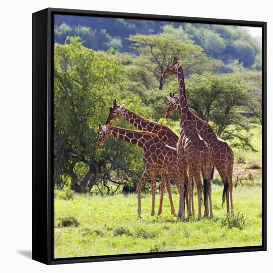 Masai Giraffe (Giraffa Camelopardalis Tippelskirchi), Samburu National Reserve, Kenya-Ivan Vdovin-Framed Stretched Canvas