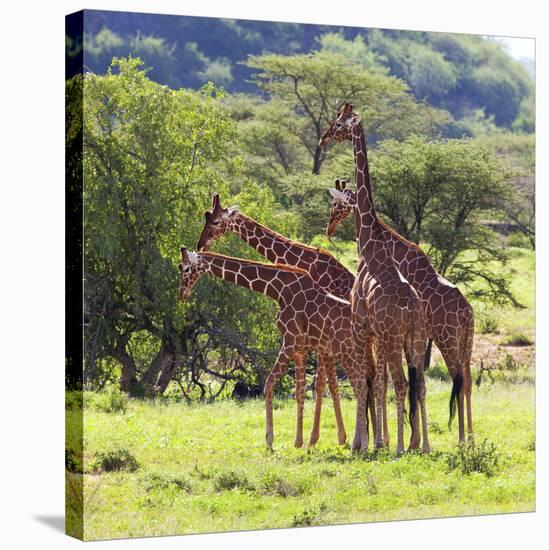 Masai Giraffe (Giraffa Camelopardalis Tippelskirchi), Samburu National Reserve, Kenya-Ivan Vdovin-Stretched Canvas