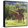 Masai Giraffe (Giraffa Camelopardalis Tippelskirchi), Samburu National Reserve, Kenya-Ivan Vdovin-Framed Stretched Canvas