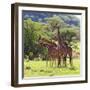 Masai Giraffe (Giraffa Camelopardalis Tippelskirchi), Samburu National Reserve, Kenya-Ivan Vdovin-Framed Photographic Print