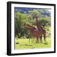 Masai Giraffe (Giraffa Camelopardalis Tippelskirchi), Samburu National Reserve, Kenya-Ivan Vdovin-Framed Photographic Print