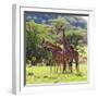 Masai Giraffe (Giraffa Camelopardalis Tippelskirchi), Samburu National Reserve, Kenya-Ivan Vdovin-Framed Photographic Print