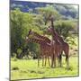 Masai Giraffe (Giraffa Camelopardalis Tippelskirchi), Samburu National Reserve, Kenya-Ivan Vdovin-Mounted Photographic Print