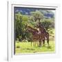 Masai Giraffe (Giraffa Camelopardalis Tippelskirchi), Samburu National Reserve, Kenya-Ivan Vdovin-Framed Photographic Print