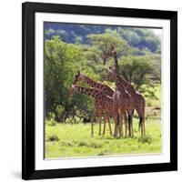 Masai Giraffe (Giraffa Camelopardalis Tippelskirchi), Samburu National Reserve, Kenya-Ivan Vdovin-Framed Photographic Print