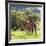 Masai Giraffe (Giraffa Camelopardalis Tippelskirchi), Samburu National Reserve, Kenya-Ivan Vdovin-Framed Photographic Print