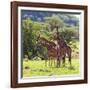 Masai Giraffe (Giraffa Camelopardalis Tippelskirchi), Samburu National Reserve, Kenya-Ivan Vdovin-Framed Photographic Print