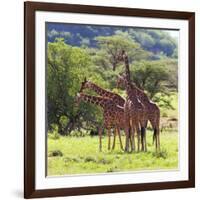 Masai Giraffe (Giraffa Camelopardalis Tippelskirchi), Samburu National Reserve, Kenya-Ivan Vdovin-Framed Photographic Print