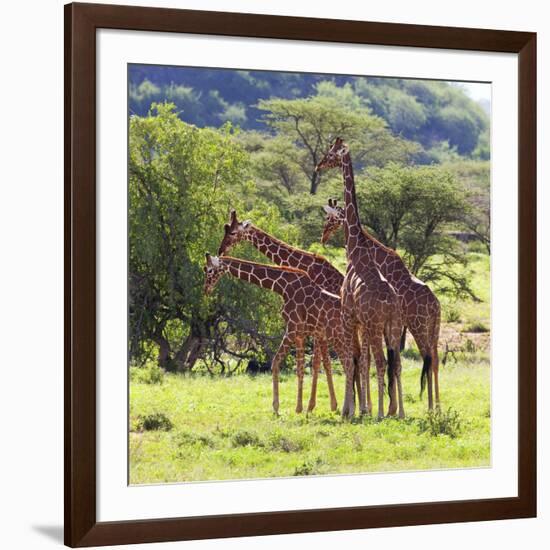 Masai Giraffe (Giraffa Camelopardalis Tippelskirchi), Samburu National Reserve, Kenya-Ivan Vdovin-Framed Photographic Print