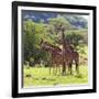 Masai Giraffe (Giraffa Camelopardalis Tippelskirchi), Samburu National Reserve, Kenya-Ivan Vdovin-Framed Photographic Print