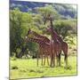 Masai Giraffe (Giraffa Camelopardalis Tippelskirchi), Samburu National Reserve, Kenya-Ivan Vdovin-Mounted Photographic Print