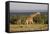 Masai Giraffe (Giraffa Camelopardalis Tippelskirchi)-Angelo Cavalli-Framed Stretched Canvas