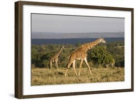 Masai Giraffe (Giraffa Camelopardalis Tippelskirchi)-Angelo Cavalli-Framed Photographic Print