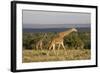 Masai Giraffe (Giraffa Camelopardalis Tippelskirchi)-Angelo Cavalli-Framed Photographic Print