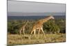 Masai Giraffe (Giraffa Camelopardalis Tippelskirchi)-Angelo Cavalli-Mounted Photographic Print