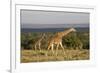 Masai Giraffe (Giraffa Camelopardalis Tippelskirchi)-Angelo Cavalli-Framed Photographic Print