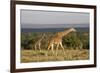 Masai Giraffe (Giraffa Camelopardalis Tippelskirchi)-Angelo Cavalli-Framed Photographic Print