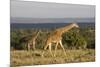 Masai Giraffe (Giraffa Camelopardalis Tippelskirchi)-Angelo Cavalli-Mounted Photographic Print
