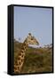 Masai Giraffe (Giraffa Camelopardalis Tippelskirchi)-Angelo Cavalli-Framed Stretched Canvas