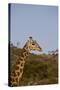 Masai Giraffe (Giraffa Camelopardalis Tippelskirchi)-Angelo Cavalli-Stretched Canvas