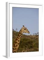 Masai Giraffe (Giraffa Camelopardalis Tippelskirchi)-Angelo Cavalli-Framed Photographic Print